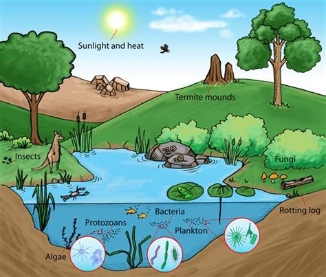 What are ecosystems and why they re important