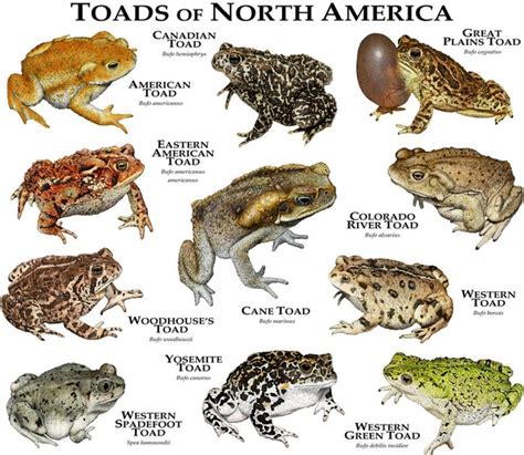 What are examples of amphibians?   Quora