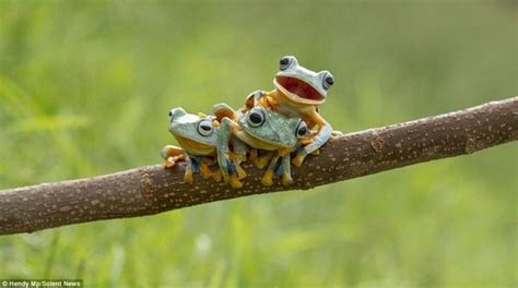 What are examples of amphibians?   Quora
