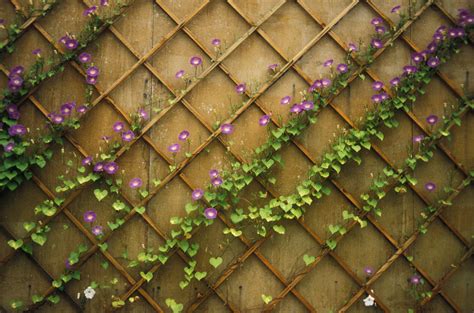 What are Garden Trellises Used For?