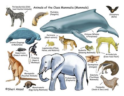 What are Mammals? – Dinosaur Book Project