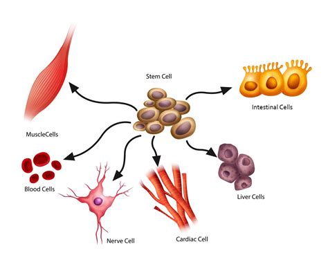 What are Stem Cells, Exactly? [Fact Sheet]