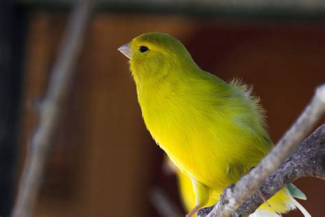What are the Best Singing Canaries? | Canary | Finches and ...
