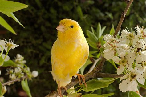 What are the Best Singing Canaries? | Canary | Finches and ...