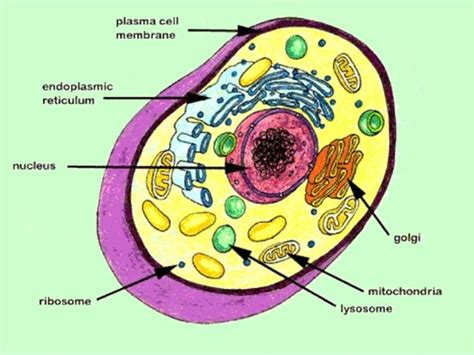 What are the components of a plasma membrane?   Quora