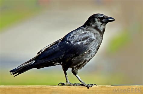 What Are the Different Types of Crows?  with pictures