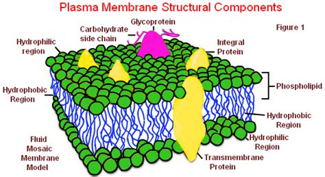 What are the main functions of the cell membrane? | Socratic
