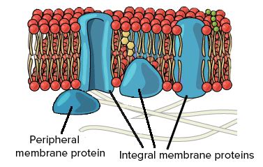 What are unique properties of cell membranes?   Quora