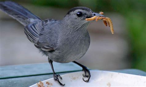 What Birds Eat Mealworms? 18 Birds That Love Mealworms!   Birdwatching Buzz