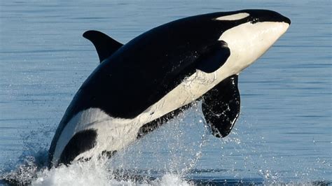 What can killer whales teach us about the menopause?   BBC ...