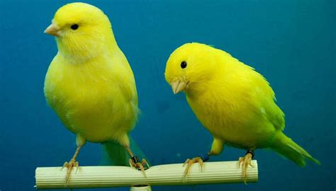 What can the canary genome tell us about the evolution of ...