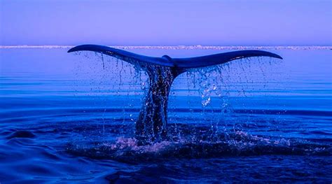 What Do Blue Whales Eat? : Characteristics and habits...