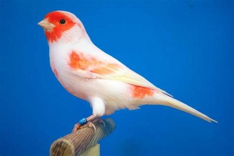 WHAT DO CANARY BIRD EAT?   WhatDoAnimalsEat.Top | Canarios, Pájaros ...