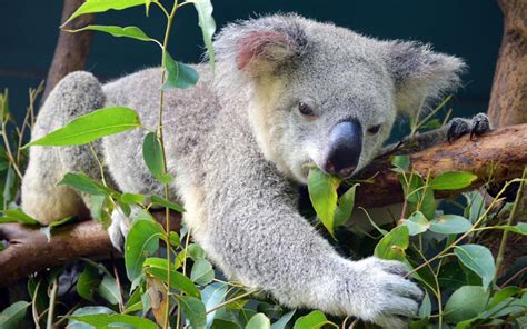 what do koalas eat?