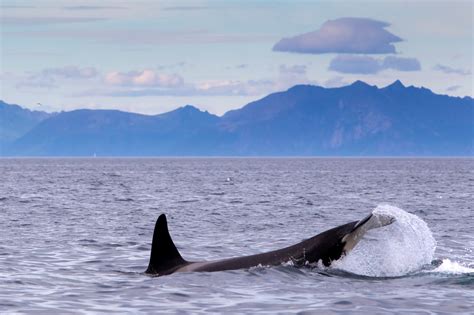 What do the orca eat?   AboutWhales