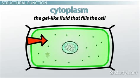 What Does the Cell Membrane Do in a Plant Cell?   Video ...