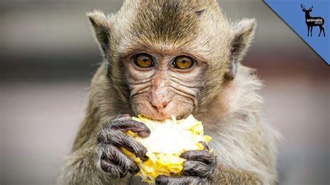 What Else Do Monkeys Eat Besides Bananas?   YouTube
