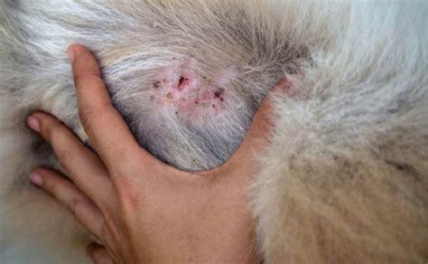 What Every Dog Owner Should Know About Skin Lumps and ...