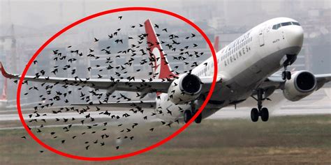 What happens during bird strike when planes hit a bird ...