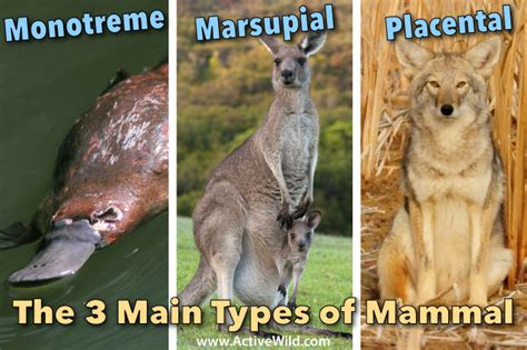 What Is A Mammal? Mammal Characteristics & Definition With ...
