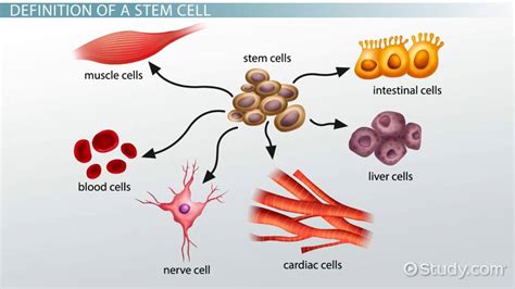 What is a Stem Cell?   Definition, Uses & Research Facts ...