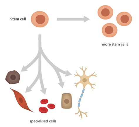 What is a stem cell? | Facts | yourgenome.org