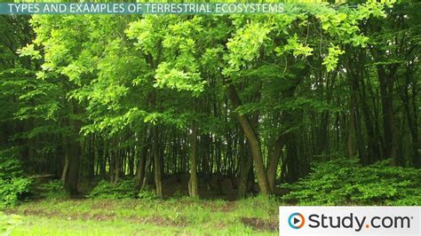What is a Terrestrial Ecosystem?   Definition, Examples ...