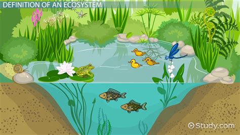 What Is an Ecosystem? Definition & Explanation Video ...
