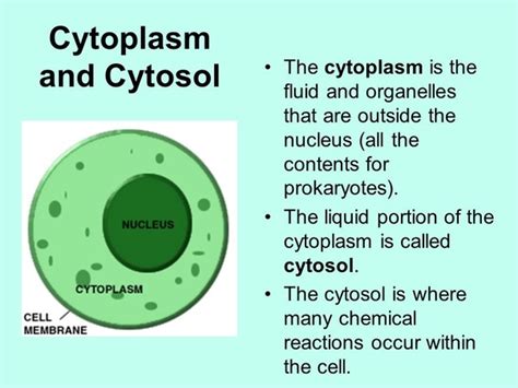 What is cytoplasm?   Quora