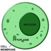 What is cytoplasm? What is its job?   Quora