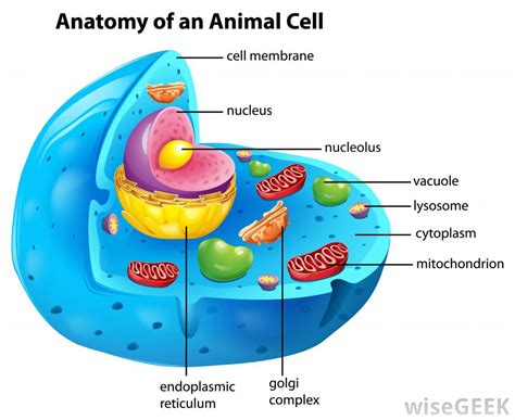 What is Cytoplasm?  with pictures