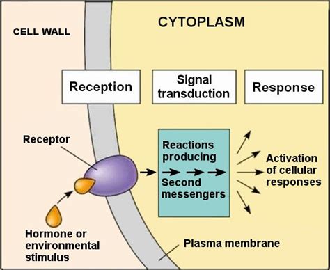 What Is Cytosol? How Is It Different From Cytoplasm ...