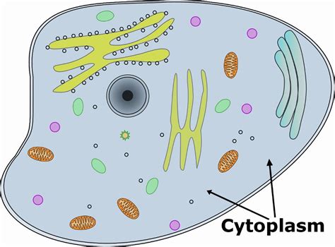 What Is Cytosol? How Is It Different From Cytoplasm ...