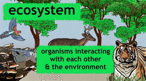 What is ecosystem and its importance in biology ...