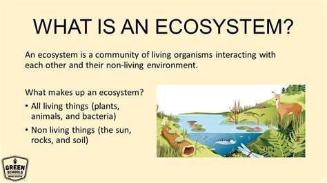 What is Ecosystem: Define, Structure, Scale & Facts Eschool
