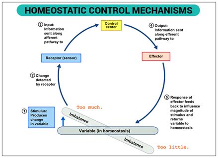What Is Homeostasis   Definition & Examples | Homeostasis ...