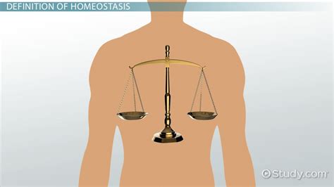 What Is Homeostasis?   Definition & Examples   Video ...