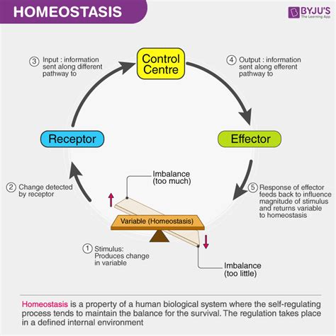 What Is Homeostasis?   Meaning, Definition And Examples