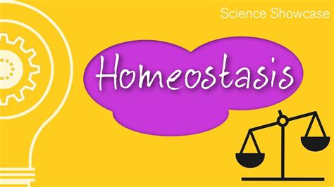 What is Homeostasis?   YouTube