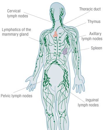 What is Manual Lymphatic Drainage???   lymphatic Wellness ...