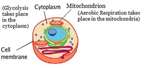 What Is Mitochondria?   Definition, Functions & Quiz ...