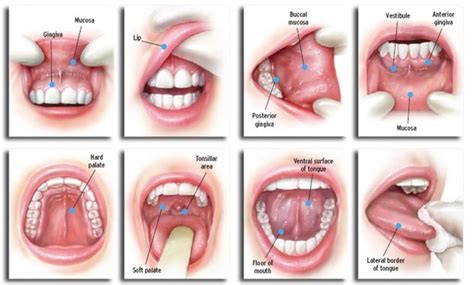 What Is Oral Cancer Screening? – Optimal Dental Care