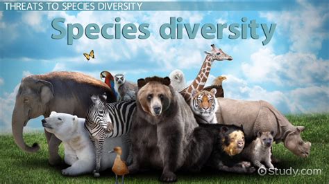 What is Species Diversity?   Definition, Importance ...