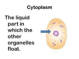 What is the difference between cytoplasm and protoplasm ...