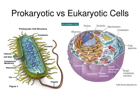 What is the difference between eukaryotic and prokaryotic ...