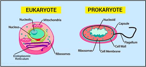 What is the difference between Prokaryotic and Eukaryotic ...