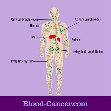 What is the Lymphatic System? | Blood Cancer.com