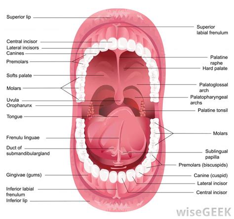 What is the Oropharynx?  with pictures