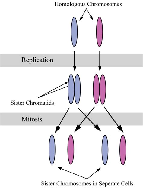 What is the Purpose of Mitosis? | Albert.io