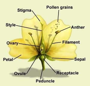 What is the structure of the typical flower ? | Science online